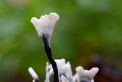 geweizwam (Xylaria hypoxylon) 11-2019 0513
